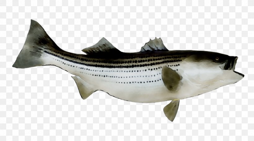 Striped Bass Fishing Largemouth Bass, PNG, 1854x1034px, Striped Bass, Bass, Bass Fishing, Black Basses, Bonyfish Download Free
