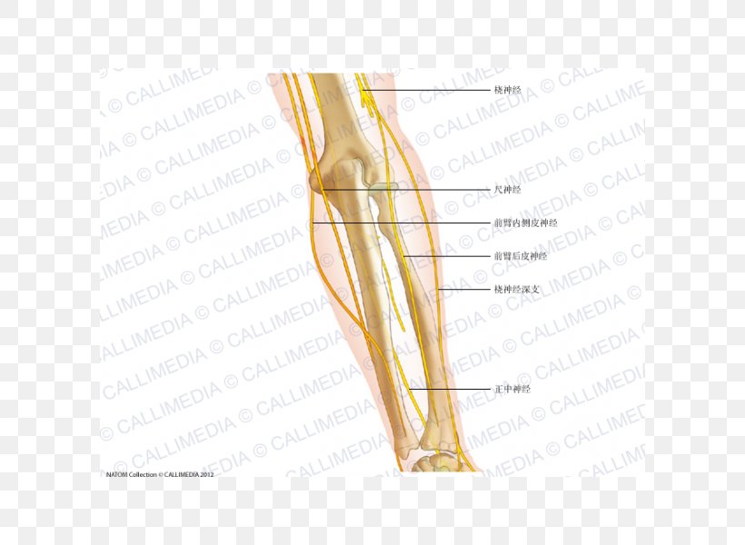 Thumb Elbow Nerve Anatomy Forearm, PNG, 600x600px, Watercolor, Cartoon, Flower, Frame, Heart Download Free