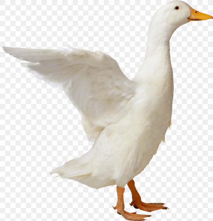American Pekin Duck Goose Mallard, PNG, 2550x2644px, American Pekin, Beak, Bird, Duck, Ducks Geese And Swans Download Free