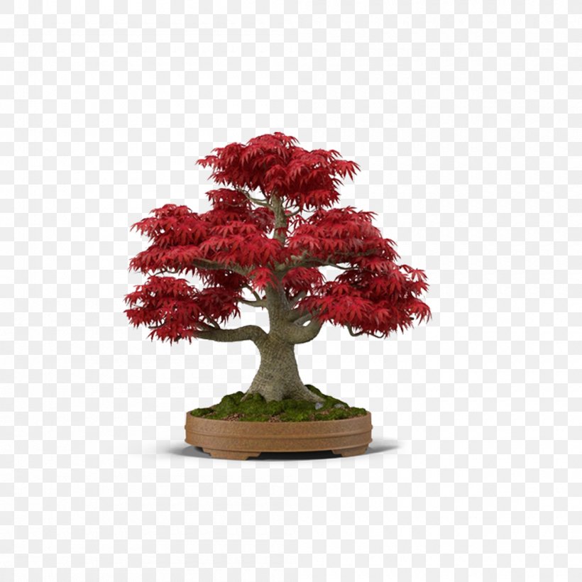Japanese Maple Bonsai Tree, PNG, 1000x1000px, 3d Computer Graphics, Japanese Maple, Bonsai, Flowerpot, Houseplant Download Free