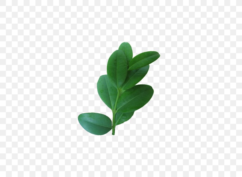 Leaf Buxus Sempervirens Shrub Hedge Evergreen, PNG, 450x600px, Leaf, Bonsai, Box, Buxus Sempervirens, Capsule Download Free