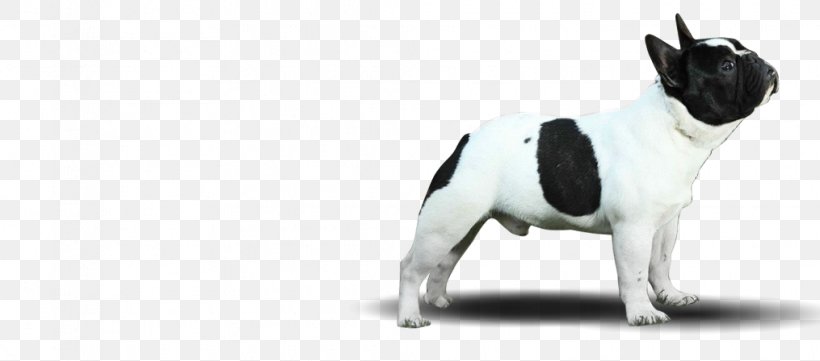 French Bulldog Boston Terrier Puppy Dog Breed, PNG, 1015x448px, French Bulldog, Animal, Animal Figure, Black And White, Boston Terrier Download Free