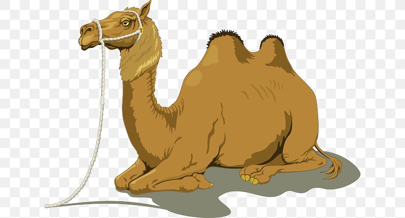 Giraffe Cartoon, PNG, 640x442px, Camel, Animal, Animal Figure, Arabian Camel, Bactrian Camel Download Free