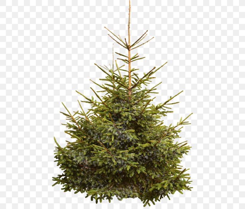 Nordmann Fir Norway Spruce Christmas Tree, PNG, 474x699px, Nordmann Fir, Belgium, Christmas, Christmas Decoration, Christmas Ornament Download Free