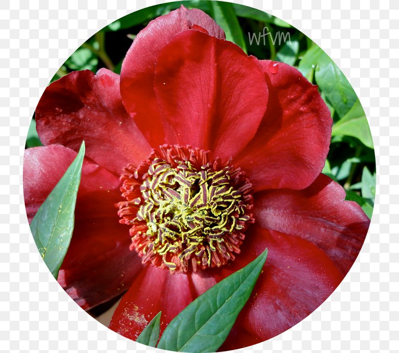 Camellia Peony Petal, PNG, 726x726px, Camellia, Annual Plant, Flower, Flowering Plant, Peony Download Free