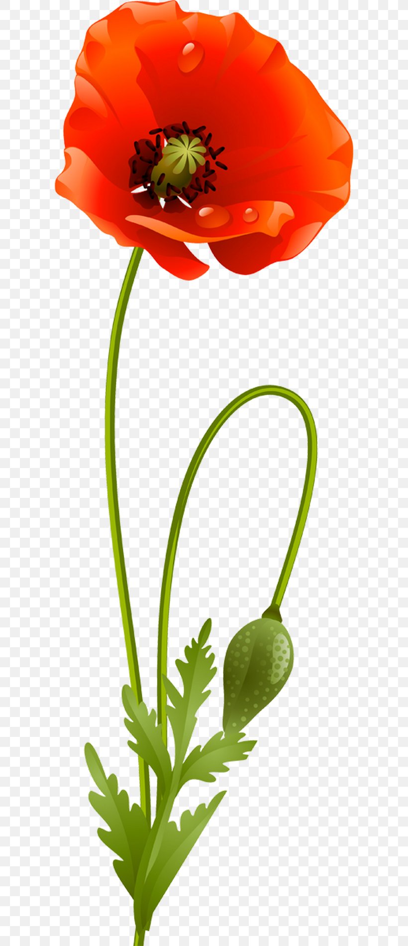 Flower Poppy Clip Art, PNG, 600x1900px, Flower, Blume, Coquelicot, Cut Flowers, Digital Image Download Free