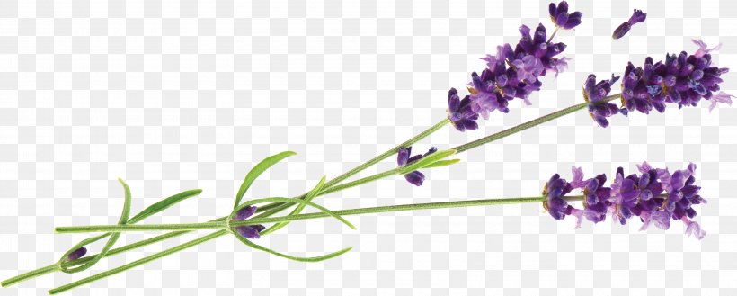 Hvar English Lavender Lavender Oil Essential Oil, PNG, 3220x1294px, Hvar, Aroma Compound, Aromatherapy, Cut Flowers, English Lavender Download Free