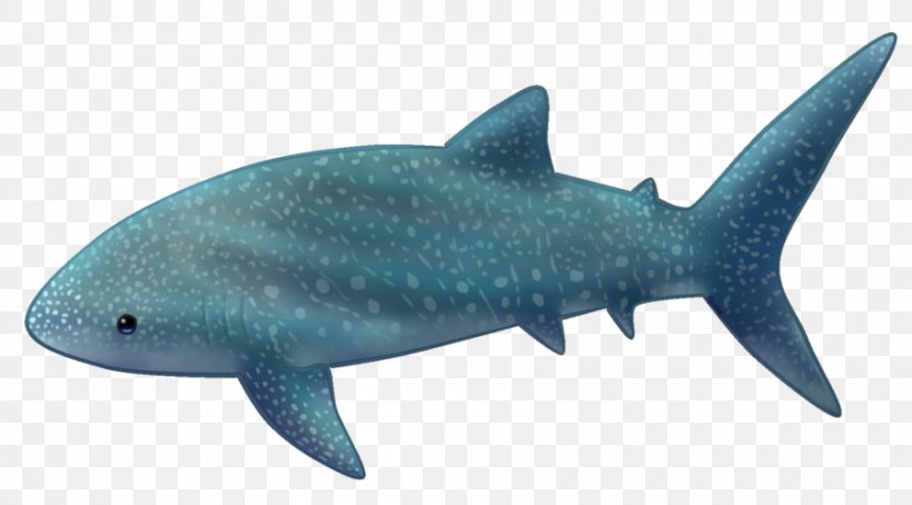 Requiem Sharks Whale Shark Squaliform Sharks Cetaceans Drawing, PNG, 900x499px, Requiem Sharks, Animal, Animal Figure, Beluga Whale, Cartilaginous Fish Download Free