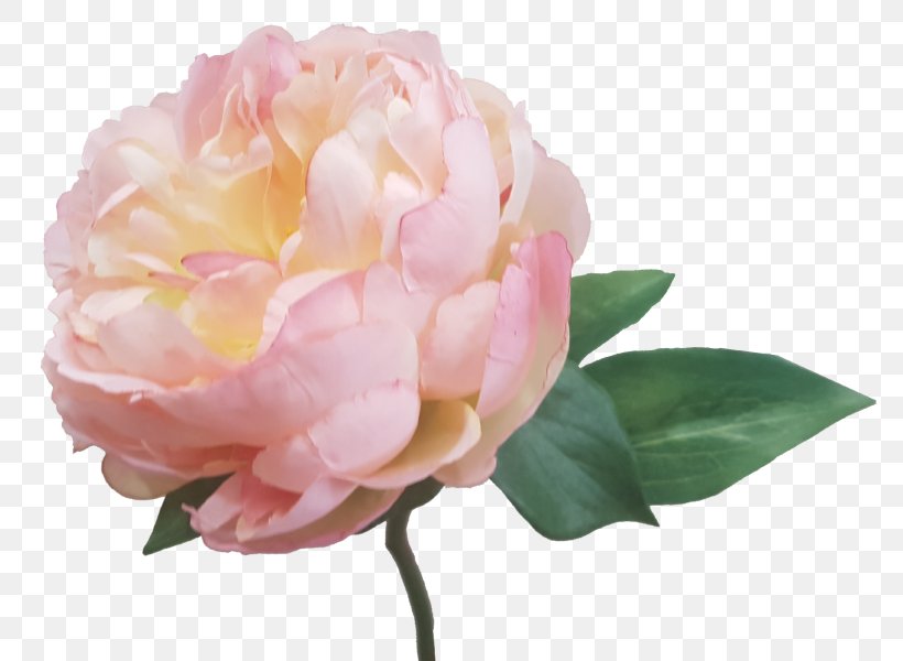Centifolia Roses Garden Roses Peony Artificial Flower Pink, PNG, 800x600px, Centifolia Roses, Artificial Cream, Artificial Flower, Camellia, Cream Download Free