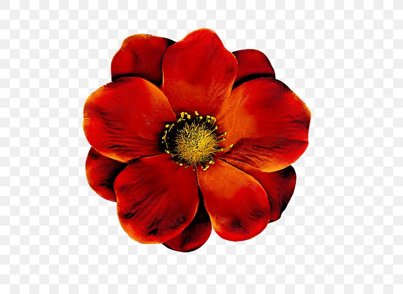 Drawing Watercolor Painting Flower, PNG, 600x600px, Drawing, Anemone, Art, Blog, Cut Flowers Download Free