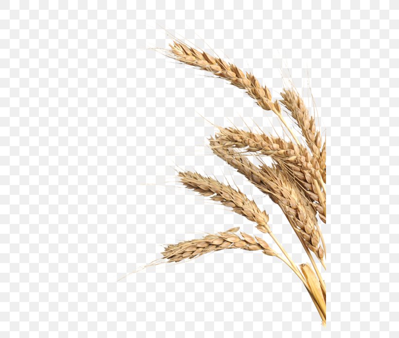 Emmer Spelt Einkorn Wheat Rye Triticale, PNG, 520x694px, Emmer, Avena, Barley, Barleys, Cereal Download Free