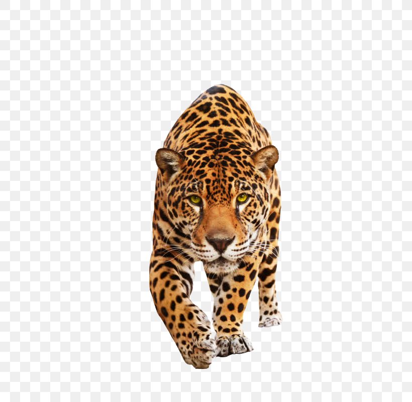 Jaguar Felidae Black Panther Lion Cat, PNG, 800x800px, Jaguar, Animal, Big Cat, Big Cats, Black Panther Download Free