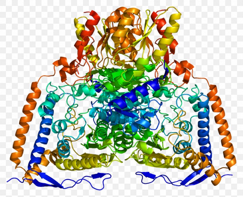 Pyruvate Dehydrogenase (lipoamide) Alpha 1 Pyruvate Dehydrogenase Complex Dihydrolipoyl Transacetylase, PNG, 932x756px, Pyruvate Dehydrogenase, Acetaldehyde Dehydrogenase, Active Site, Art, Dehydrogenase Download Free