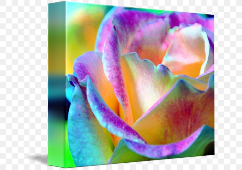 Water Lilies Flower Rainbow Rose Garden Roses, PNG, 650x579px, Water Lilies, Art, Bud, Claude Monet, Close Up Download Free