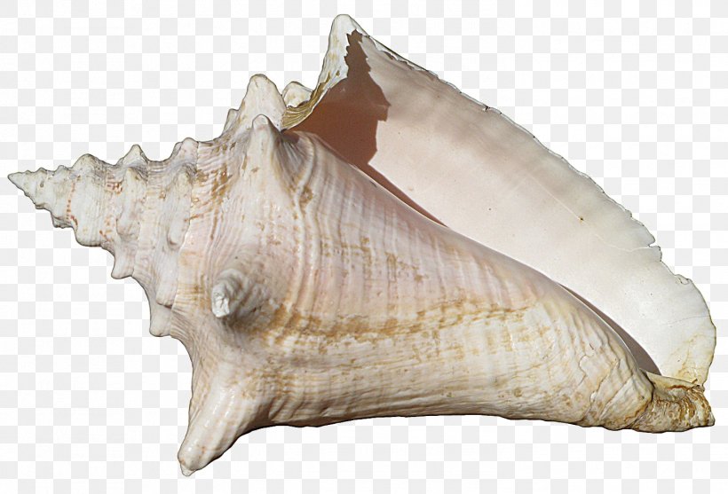 Conch Image Desktop Wallpaper Seashell, PNG, 1471x1000px, Conch, Clams Oysters Mussels And Scallops, Cockle, Conch Piercing, Conchology Download Free