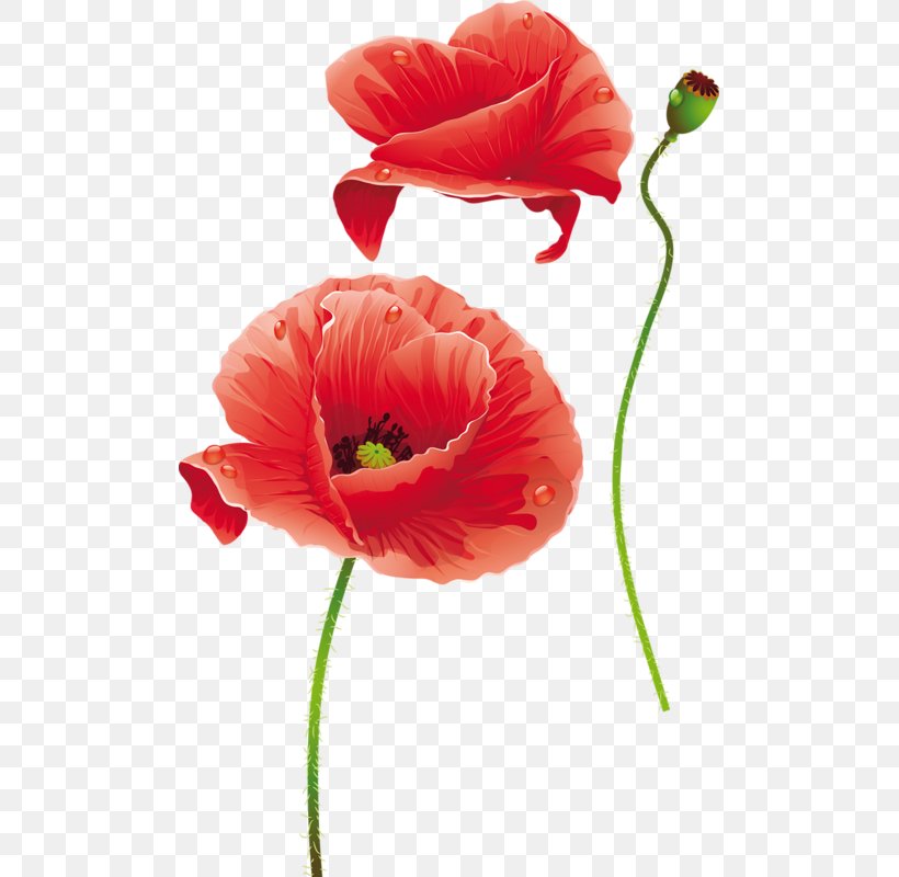 Flower Poppy Photography, PNG, 493x800px, Flower, Coquelicot, Cut Flowers, Daffodil, Drawing Download Free