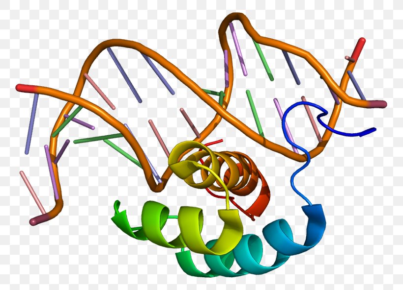 HOXB7 Homeobox Hox Gene HOXA7, PNG, 807x592px, Homeobox, Area, Artwork, Gene, Gene Nomenclature Download Free