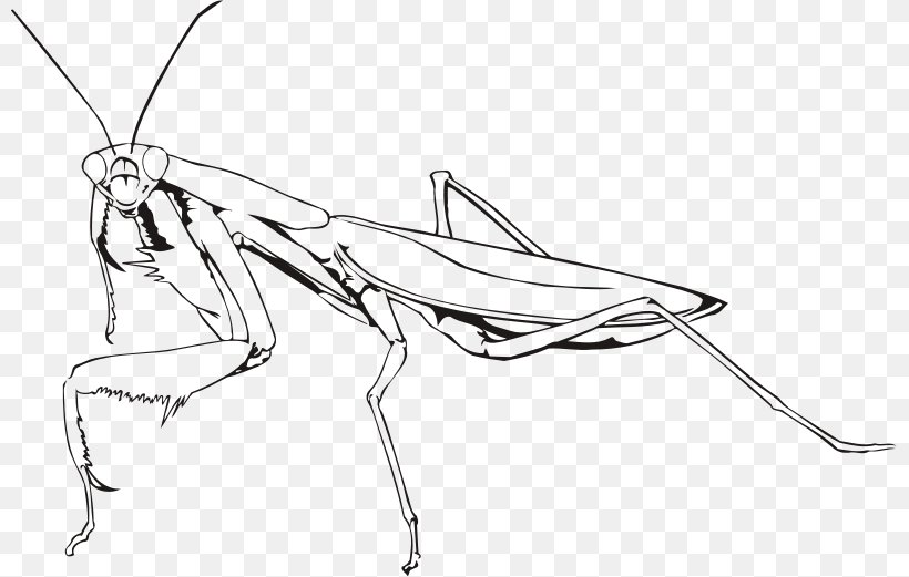 Mantis Praying Insect, PNG, 799x521px, Mantis, Arm, Art, Arthropod, Artwork Download Free