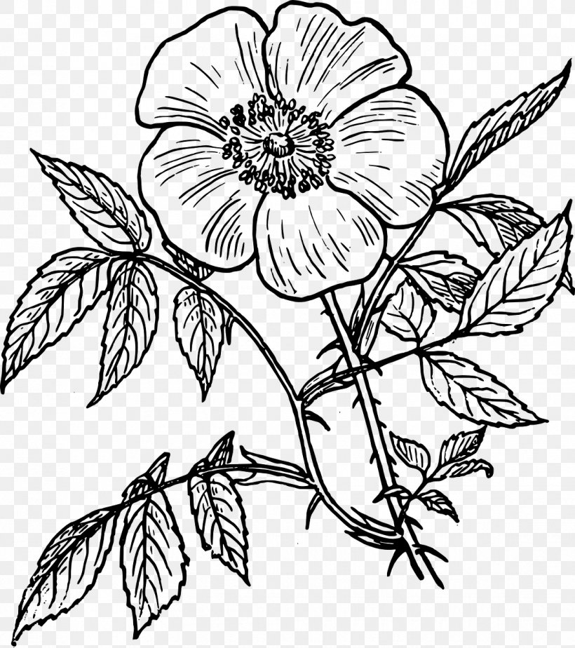 Sweet-Brier Drawing Clip Art, PNG, 1135x1280px, Sweetbrier, Art, Artwork, Black And White, Chrysanths Download Free