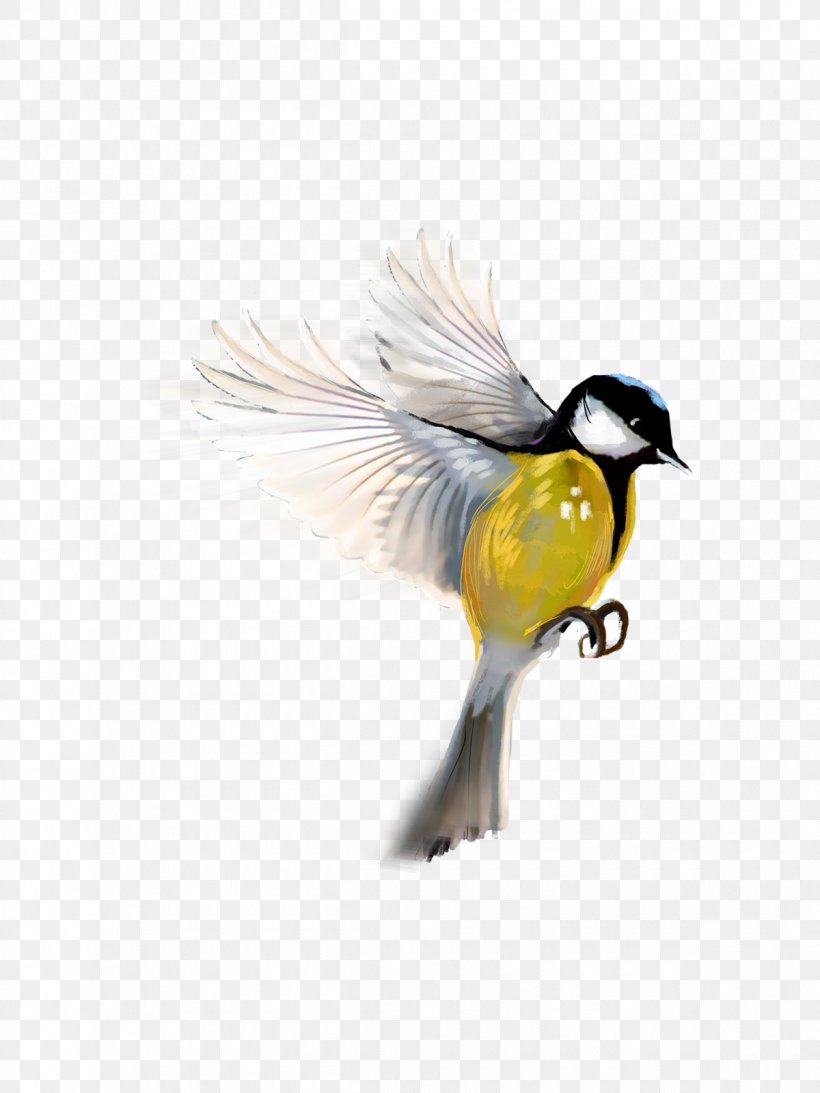 Bird PicsArt Photo Studio Image Editing, PNG, 1200x1600px, Bird, Beak, Editing, Email, Fauna Download Free