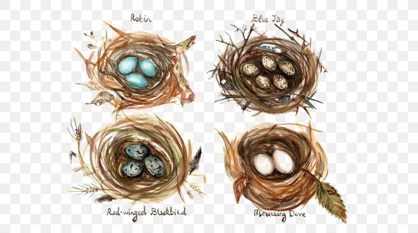 Edible Birds Nest Bird Nest Watercolor Painting Drawing, PNG, 564x457px, Bird, Art, Bird Nest, Cartoon, Drawing Download Free