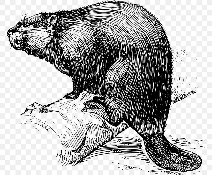 Muskrat American Beaver Trapper Castoreum Rodent, PNG, 768x679px, Muskrat, American Beaver, Beaver, Black And White, Carnivoran Download Free