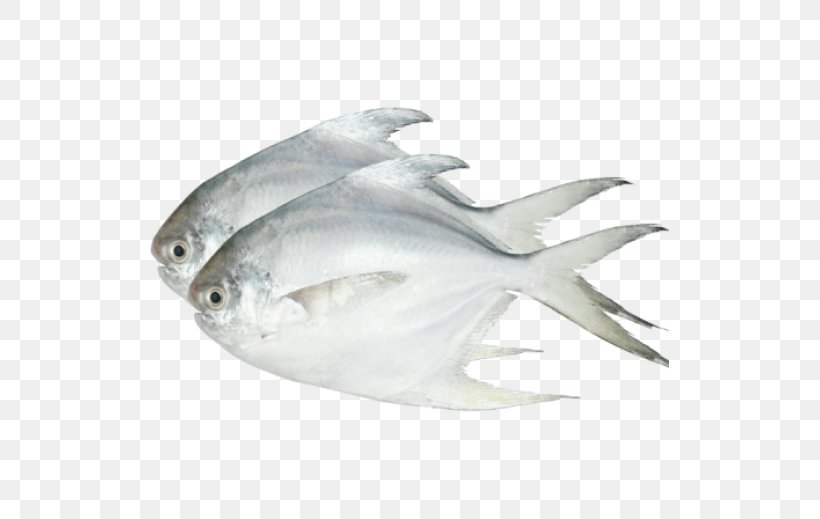 Pampus Argenteus Black Pomfret Saltwater Fish, PNG, 519x519px, Pampus Argenteus, Black Pomfret, Bony Fish, Carp, Cooking Download Free