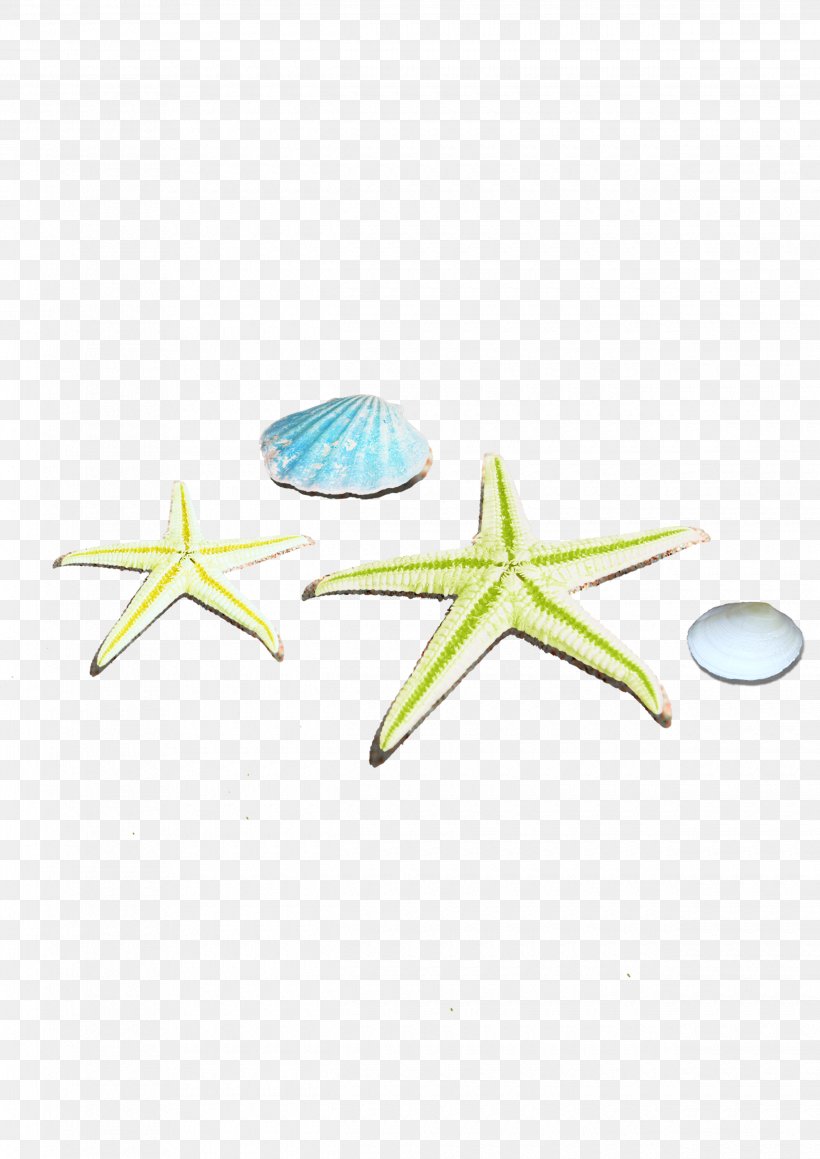 Starfish, PNG, 2480x3508px, Starfish, Aqua, Beach, Echinoderm, Green Download Free