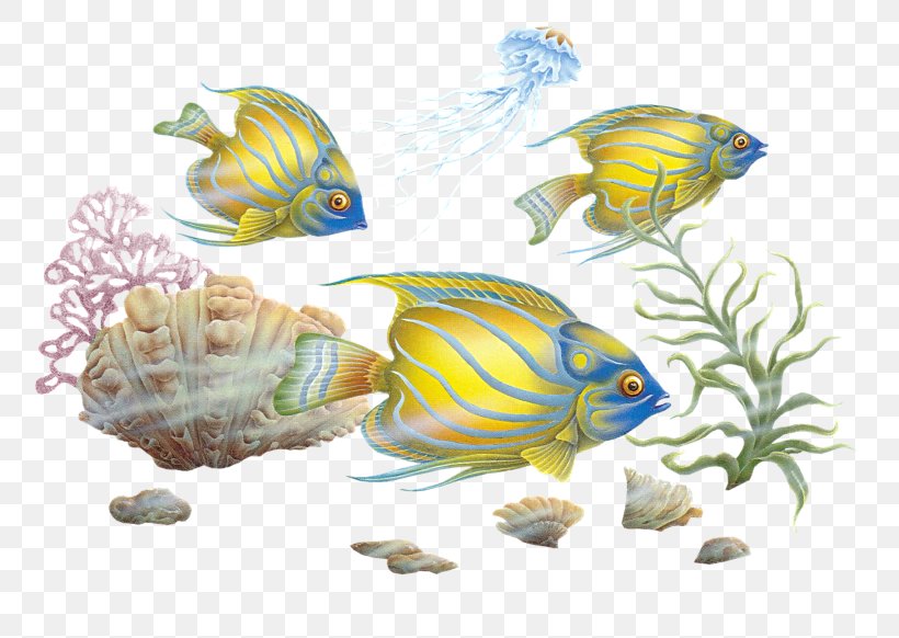 Colourful Fishes Clip Art, PNG, 792x582px, Colourful Fishes, Aquarium Decor, Blog, Coral Reef Fish, Dschim Download Free