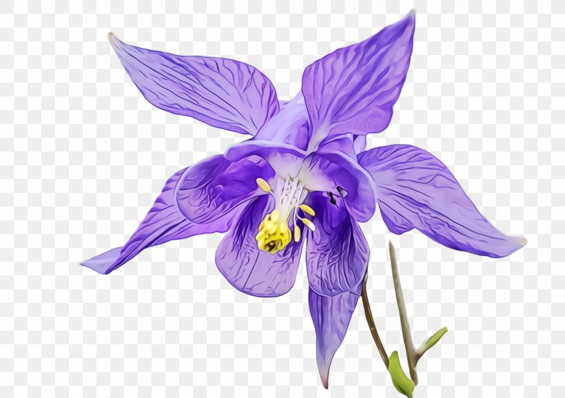 Flower Flowering Plant Violet Purple Plant, PNG, 2380x1680px, Watercolor, Columbine, Flower, Flowering Plant, Iris Download Free