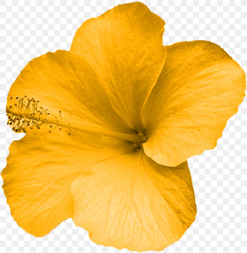 Flower Yellow Mallows Petal, PNG, 1247x1280px, Flower, Album, Author, Floral Design, Flowering Plant Download Free