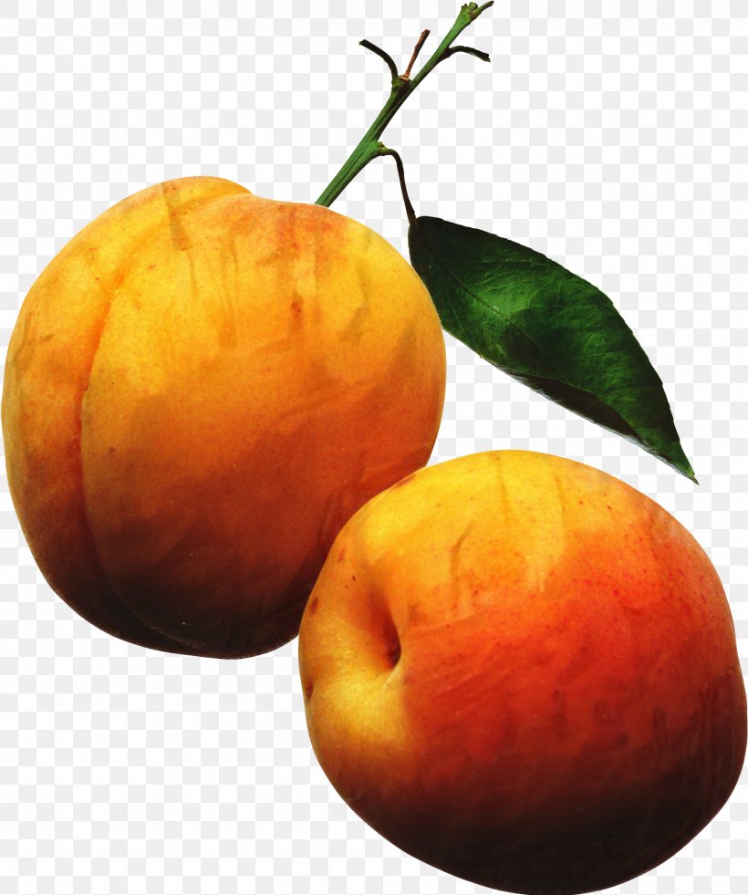 Fruit Cartoon, PNG, 1743x2087px, Iced Tea, Apricot, Apricot Kernel, Bellini, Citrus Download Free