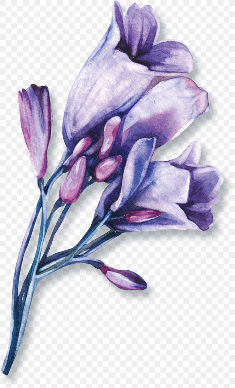 Lip Google Images Purple Search Engine, PNG, 1575x2602px, Lip, Beauty, Cosmetics, Flower, Flowering Plant Download Free