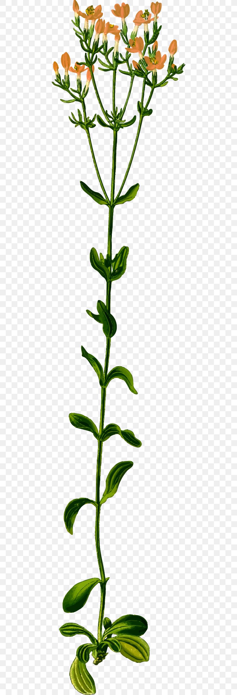 Medicinal Plants Clip Art Herb Biennial Plant, PNG, 462x2400px ...