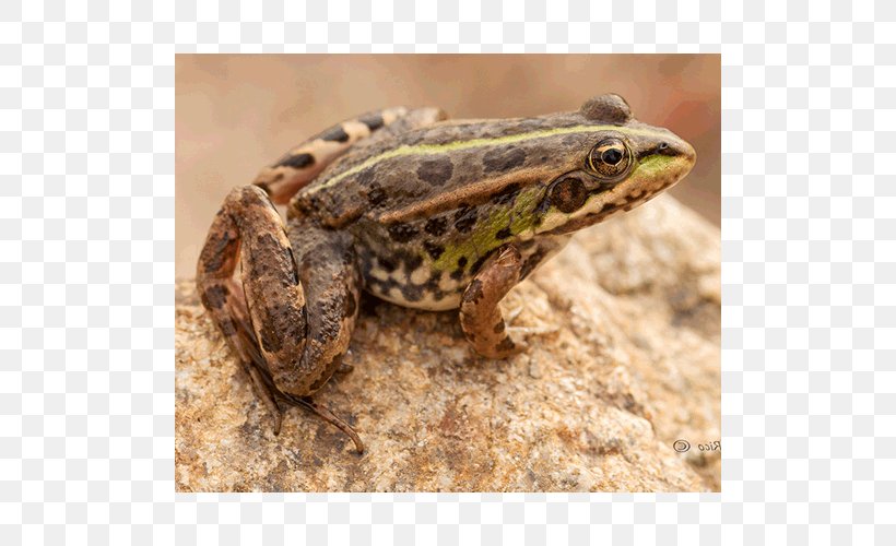 American Bullfrog True Frog Toad Reptile Terrestrial Animal, PNG, 500x500px, American Bullfrog, Amphibian, Animal, Bullfrog, Fauna Download Free