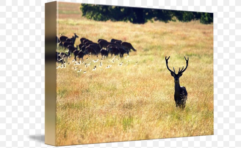 Elk Reindeer Ecoregion Fauna Antler, PNG, 650x504px, Elk, Antler, Deer, Ecoregion, Ecosystem Download Free