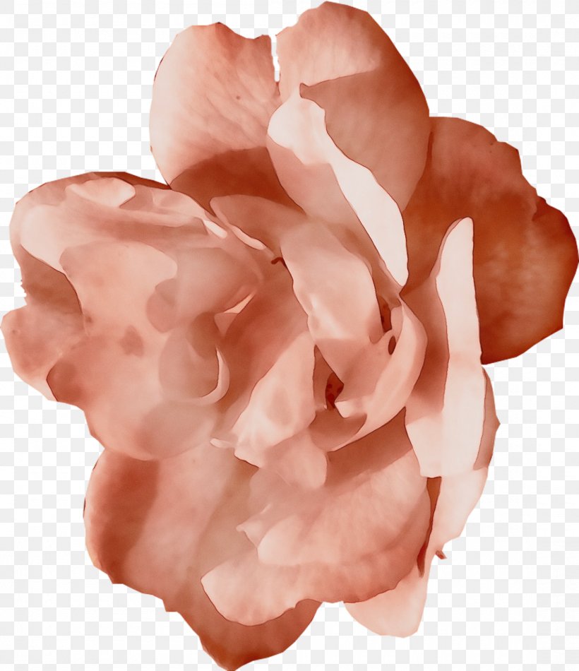 Garden Roses, PNG, 1100x1275px, Watercolor, Cut Flowers, Flower, Garden Roses, Paint Download Free