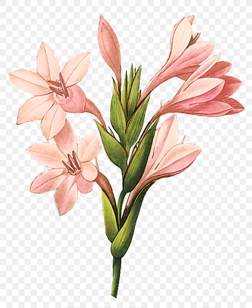 Gladiolus Printmaking Botanical Illustration Printing Art, PNG ...