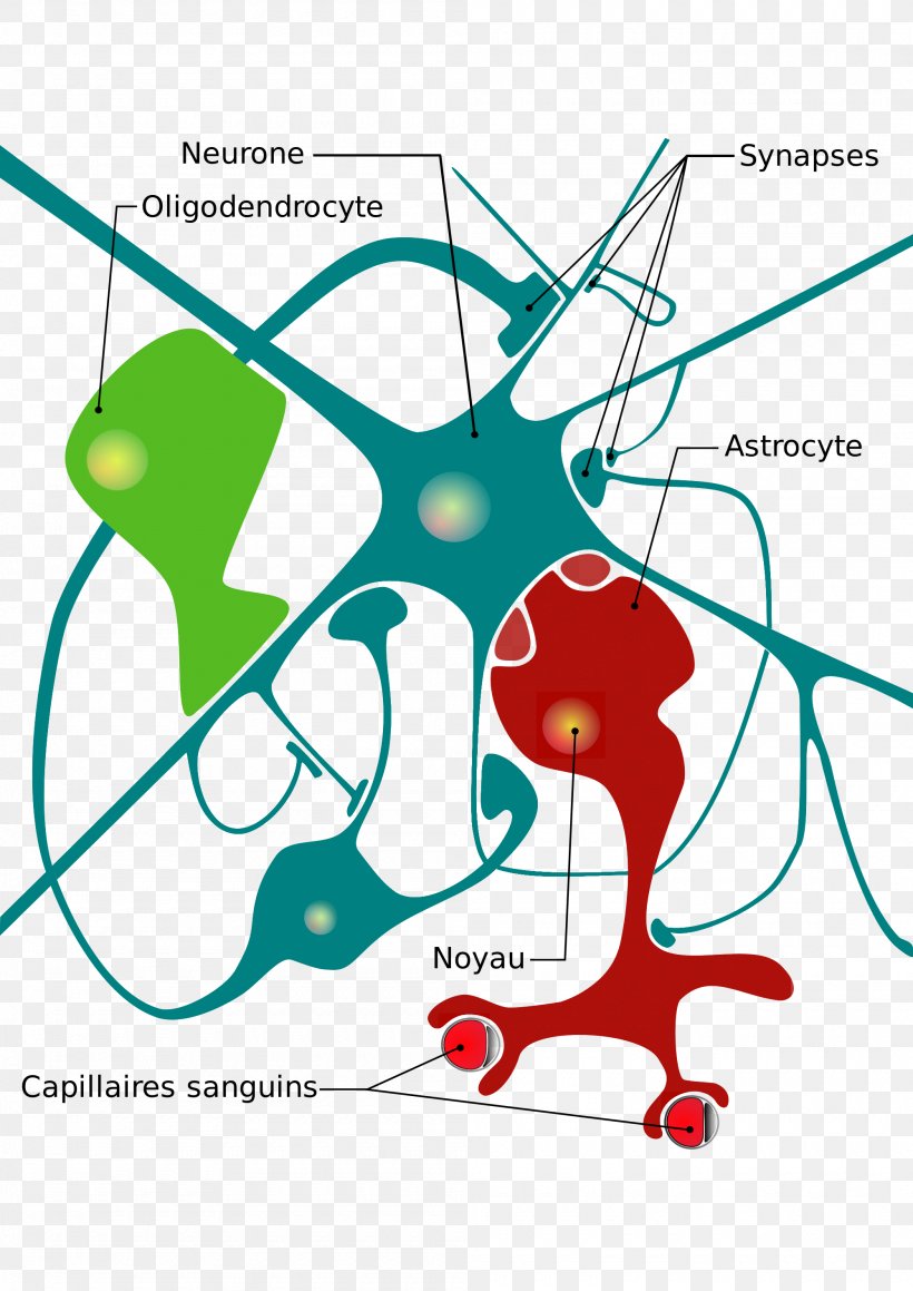 Nervous System Neuroglia Neuron Cell Diagram, PNG, 2000x2828px, Watercolor, Cartoon, Flower, Frame, Heart Download Free