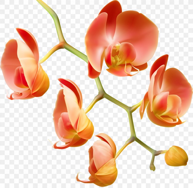 Orchids Flower Water Plant Garden Roses, PNG, 1200x1172px, Orchids, Bud, Cloud, Cut Flowers, Dew Download Free