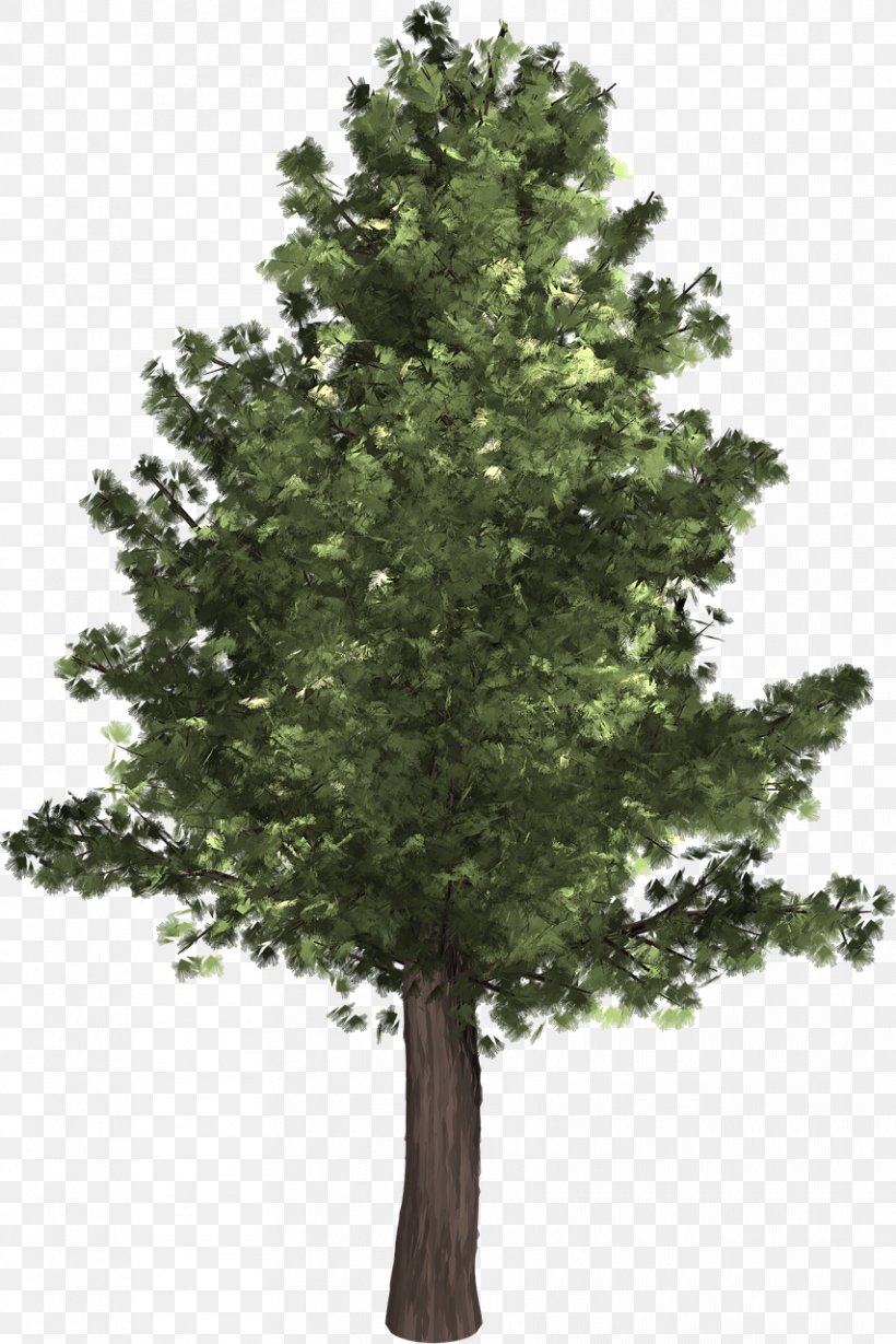 Populus Alba Populus Nigra Tree Clip Art, PNG, 854x1280px, Populus Alba, American Sycamore, Branch, Conifer, Cottonwood Download Free