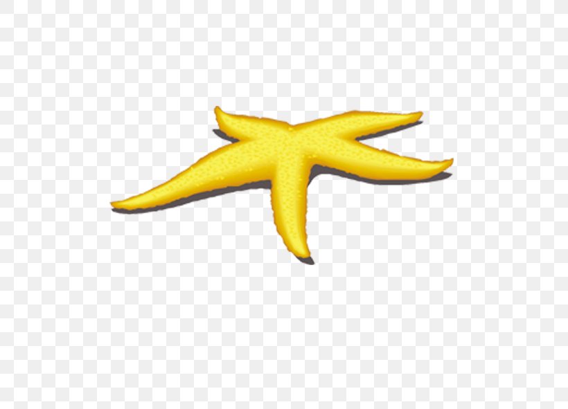 Starfish Yellow Benthos, PNG, 591x591px, Starfish, Benthos, Concepteur, Echinoderm, Gratis Download Free