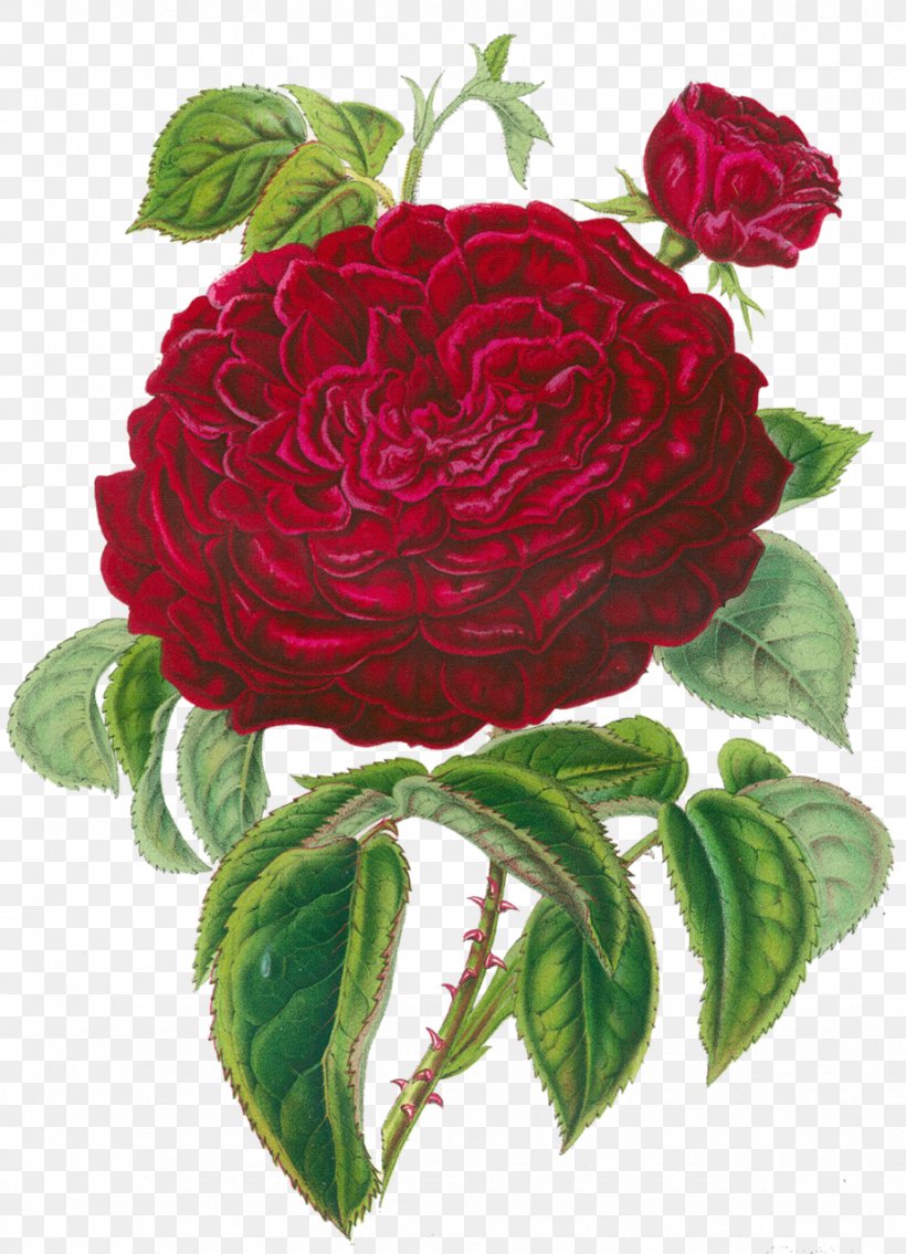 Centifolia Roses Garden Roses Flower Clip Art, PNG, 924x1280px, Centifolia Roses, Blog, Cut Flowers, Decoupage, Drawing Download Free