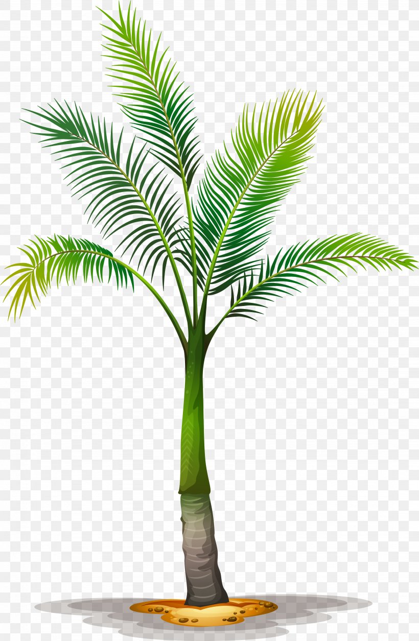 Clip Art Vector Graphics Palm Trees Illustration, PNG, 3692x5652px, Palm Trees, Arecales, Attalea Speciosa, Botany, Coconut Download Free