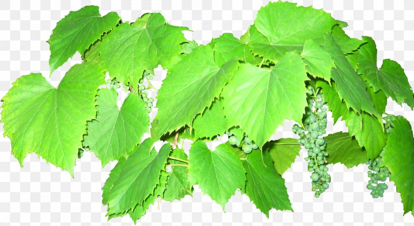 Common Grape Vine Grape Leaves Euclidean Vector, PNG, 1978x1079px, Common Grape Vine, Branch, Grape, Grape Juice, Grape Leaves Download Free