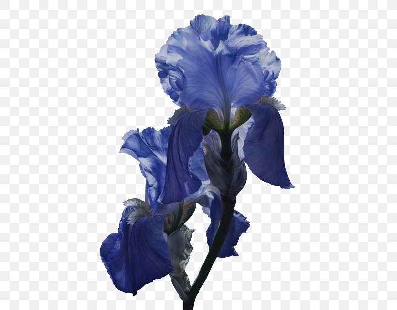 Flower Iris Versicolor Iridaceae Blue Poppy, PNG, 435x640px, Flower, Blue, Color, Cut Flowers, Flowering Plant Download Free