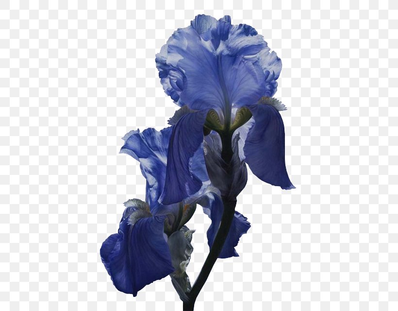 Flower Iris Versicolor Iridaceae Blue Poppy Png 435x640px