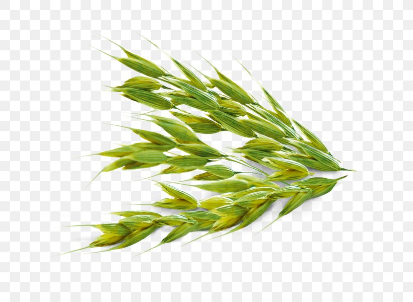 Oat Commodity Sweet Grass Horse Idiom, PNG, 690x600px, Oat, Avena, Commodity, Grass, Grass Family Download Free