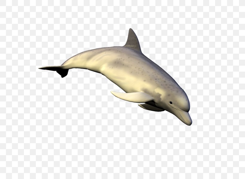 Striped Dolphin Common Bottlenose Dolphin Short-beaked Common Dolphin Tucuxi Rough-toothed Dolphin, PNG, 800x600px, Striped Dolphin, Biology, Bottlenose Dolphin, Common Bottlenose Dolphin, Dolphin Download Free