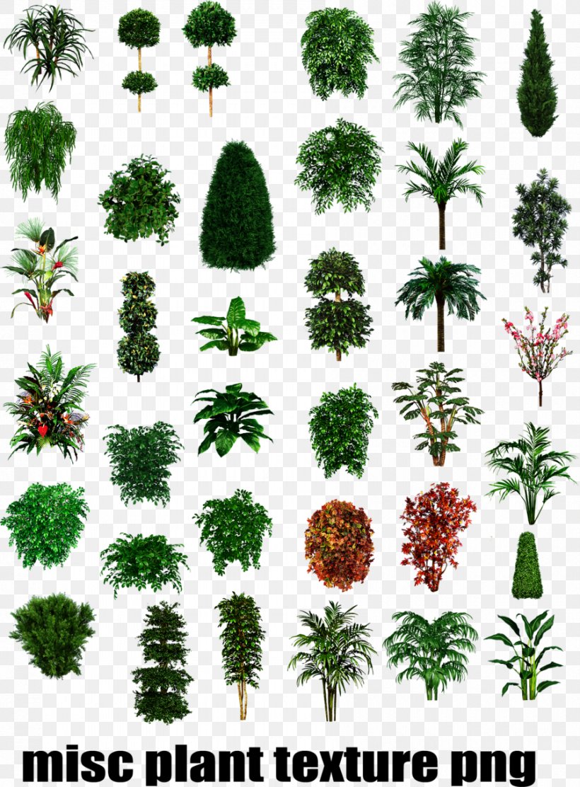 Tropical Plant Types Shrub Tree, PNG, 900x1221px, Shrub, Conifer, Deciduous, Evergreen, Flora Download Free